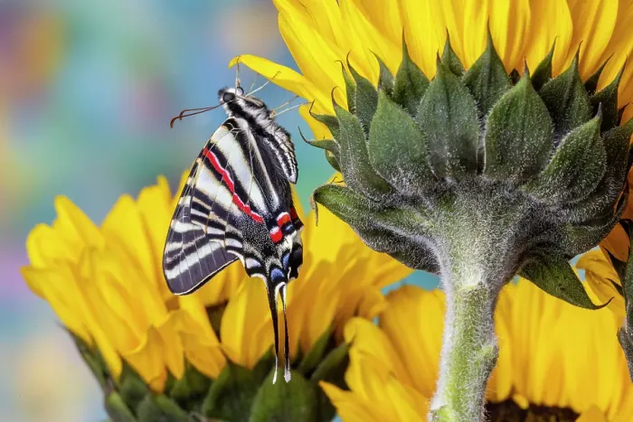 Framed Print : Zebra swallowtail butterfly, native to eastern US, on sunflowers