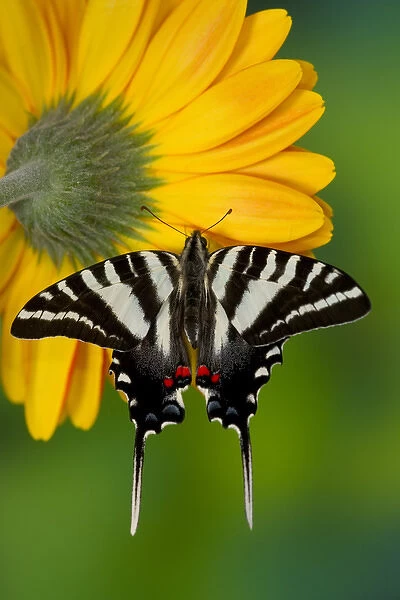 Zebra Swallowtail North American Swallowtail Butterfly, Eurytides marcellus
