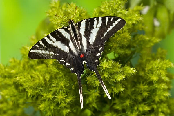 Zebra Swallowtail North American Swallowtail Butterfly, Eurytides marcellus