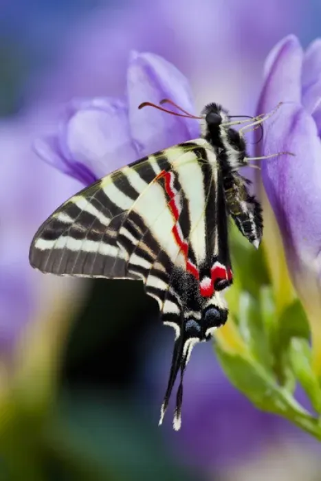 Framed Print : Zebra Swallowtail North American Swallowtail Butterfly