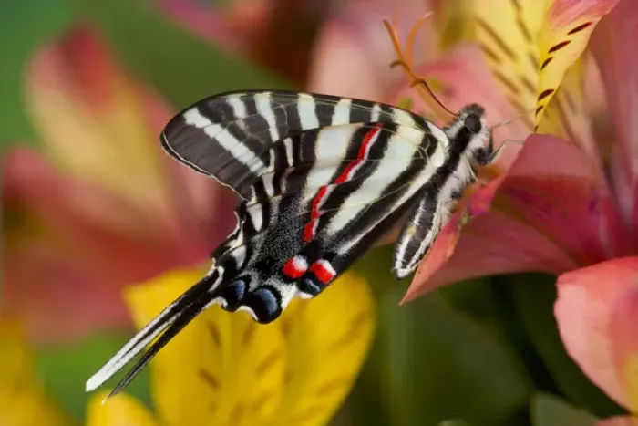 Framed Print : Zebra Swallowtail North American Swallowtail Butterfly, Eurytides marcellus Framed Print : Zebra Swallowtail North American Swallowtail Butterfly, Eurytides marcellus