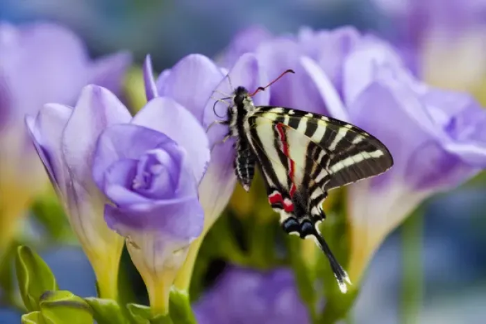 Framed Print : Zebra Swallowtail North American Swallowtail Butterfly Framed Print : Zebra Swallowtail North American Swallowtail Butterfly