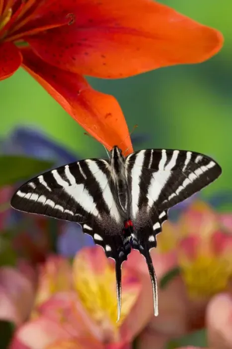 Framed Print : Zebra Swallowtail North American Swallowtail Butterfly, Eurytides marcellus Framed Print : Zebra Swallowtail North American Swallowtail Butterfly, Eurytides marcellus