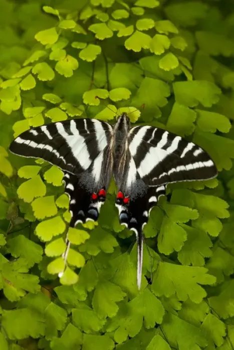 Framed Print : Zebra Swallowtail North American Swallowtail Butterfly, Eurytides marcellus Framed Print : Zebra Swallowtail North American Swallowtail Butterfly, Eurytides marcellus