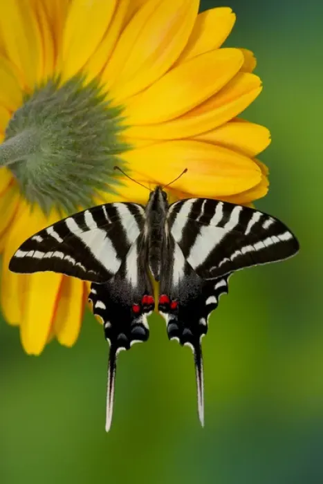 Framed Print : Zebra Swallowtail North American Swallowtail Butterfly, Eurytides marcellus Framed Print : Zebra Swallowtail North American Swallowtail Butterfly, Eurytides marcellus