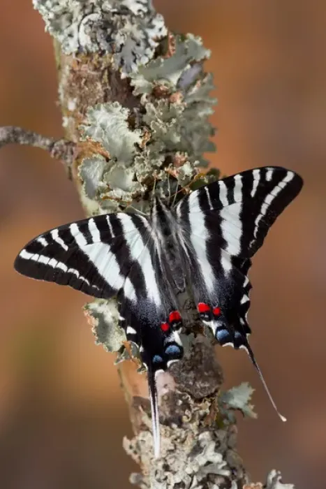 Framed Print : Zebra Swallowtail North American Swallowtail Butterfly, Eurytides marcellus
