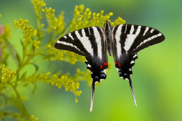 Framed Print : Zebra Swallowtail North American Swallowtail Butterfly, Eurytides marcellus Framed Print : Zebra Swallowtail North American Swallowtail Butterfly, Eurytides marcellus