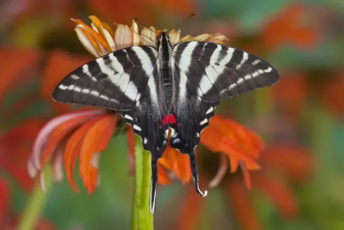 Framed Print : Zebra Swallowtail North American Swallowtail Butterfly, Eurytides marcellus Framed Print : Zebra Swallowtail North American Swallowtail Butterfly, Eurytides marcellus