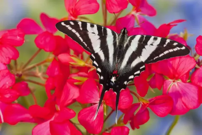 Framed Print : Zebra Swallowtail North American Swallowtail Butterfly, Eurytides marcellus Framed Print : Zebra Swallowtail North American Swallowtail Butterfly, Eurytides marcellus