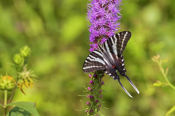 Zebra Swallowtail on Prairie blazing star, Rock Cave Nature Preserve, Effingham County, Illinois. (Editorial Use Only)