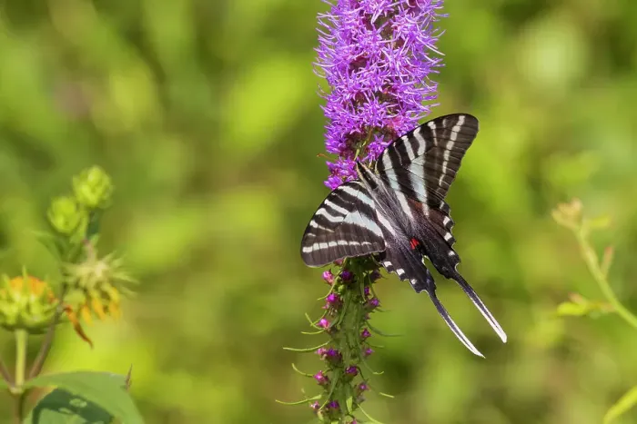 Framed Print : Zebra Swallowtail on Prairie blazing star, Rock Cave Nature Preserve, Effingham County, Illinois. (Editorial Use Only)
