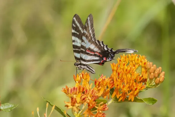 Framed Print : Zebra Swallowtail (Protographium marcellus) on Butterfly Milkweed (Asclepias tuberosa)