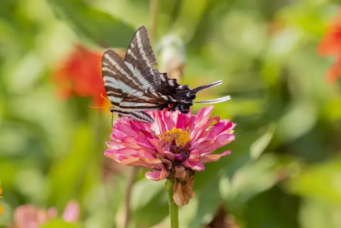 Framed Print : Zebra Swallowtail (Protographium marcellus) on Zinnia Union County, Illinois