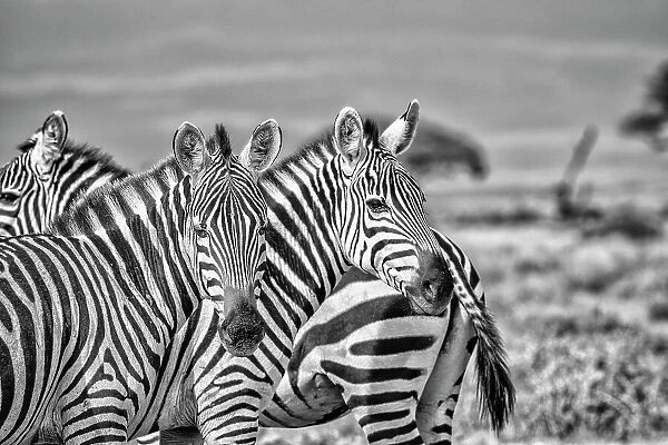 Zebras on alert, Amboseli National Park, Africa
