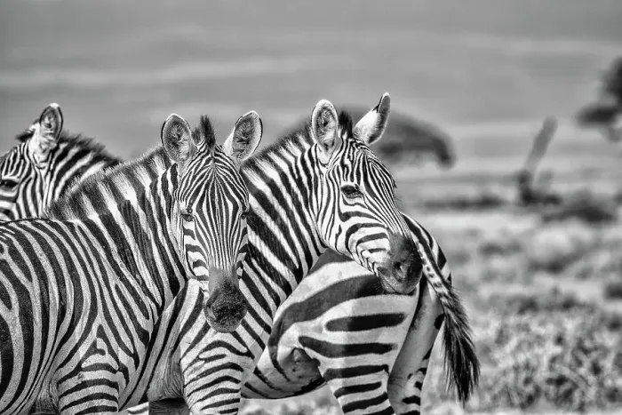Framed Print : Zebras on alert, Amboseli National Park, Africa Framed Print : Zebras on alert, Amboseli National Park, Africa