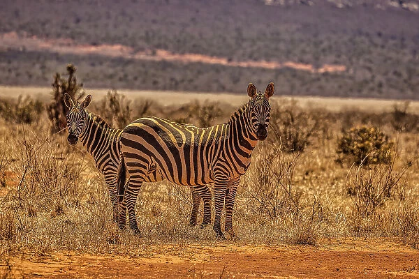 Zebras on alert, Tsavo West National Park, Africa