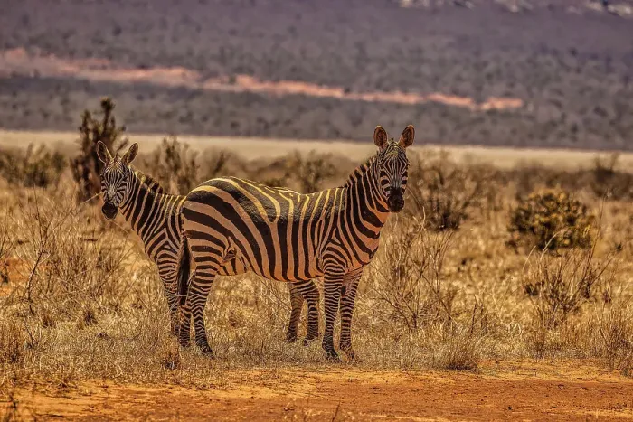 Framed Print : Zebras on alert, Tsavo West National Park, Africa