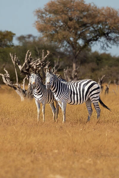 Zebras. Camelthorn Lodge. Hwange National Park. Zimbabwe