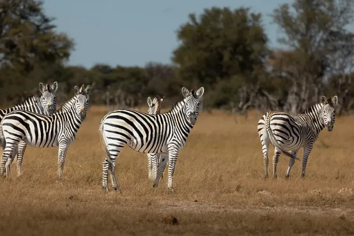 Framed Print : Zebras. Camelthorn Lodge. Hwange National Park. Zimbabwe Framed Print : Zebras. Camelthorn Lodge. Hwange National Park. Zimbabwe
