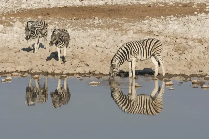 Framed Print : Zebras drink at Okaukuejo waterhole in early morning, with the still waters reflecting