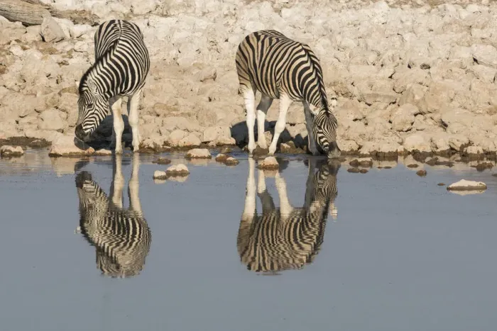 Framed Print : Zebras drink at Okaukuejo waterhole in early morning, with the still waters reflecting Framed Print : Zebras drink at Okaukuejo waterhole in early morning, with the still waters reflecting