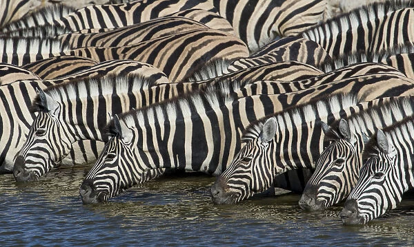 Zebras lined up drinking at waterhole, Etosha National Park