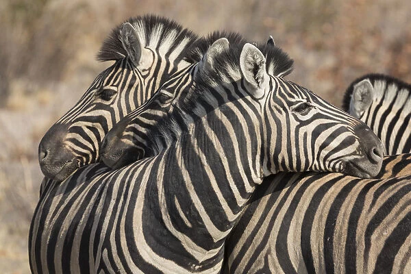 Zebras necking, Common social behavior in the herd, Etosha National Park, Namibia