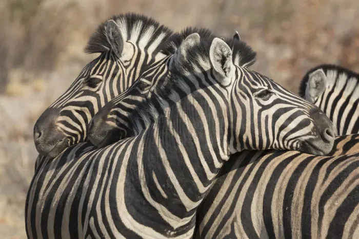 Framed Print : Zebras necking, Common social behavior in the herd, Etosha National Park, Namibia