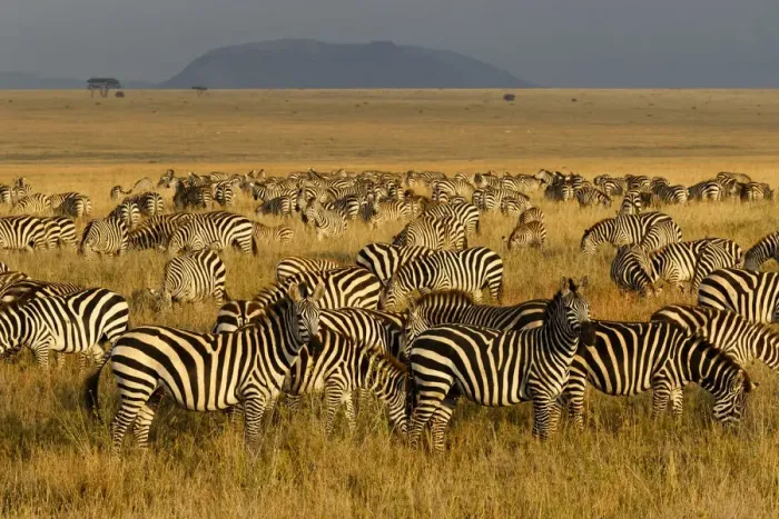 Framed Print : Zebras, Serengeti National Park, Tanzania Framed Print : Zebras, Serengeti National Park, Tanzania