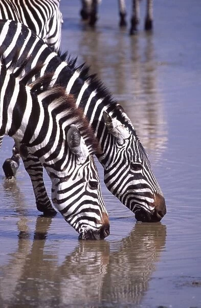 Zebras at the Water Hole, Equus quagga, Tanzania Africa 2005