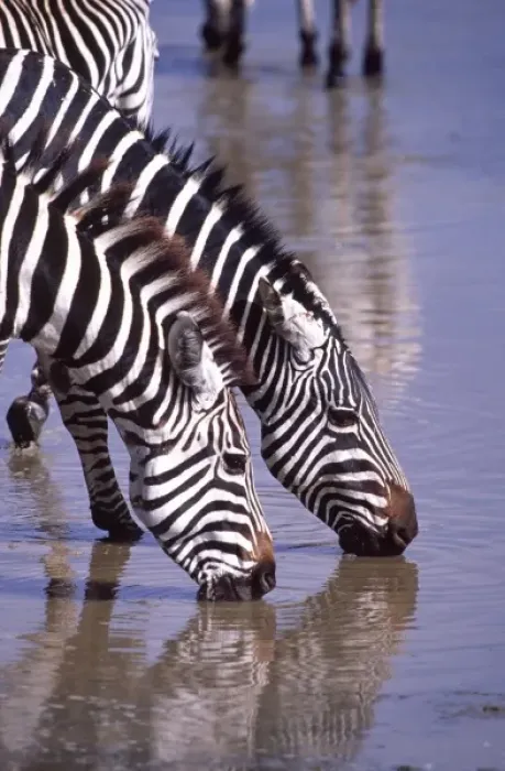 Framed Print : Zebras at the Water Hole, Equus quagga, Tanzania Africa 2005
