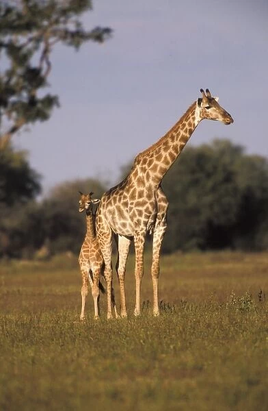 Zimbabwe, Hwange National Park. Giraffe mother and youth (Giraffa camelopardalis)