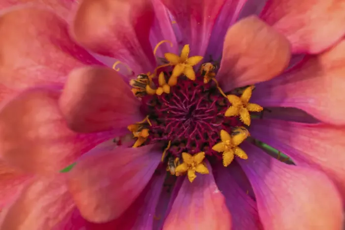 Framed Print : Zinnia blossom Framed Print : Zinnia blossom