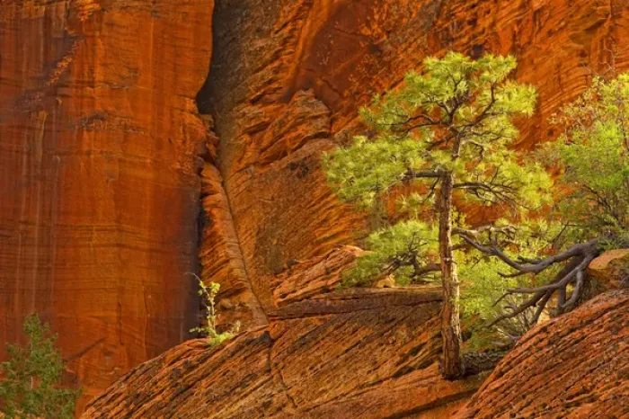 Framed Print : Zion National park, Utah