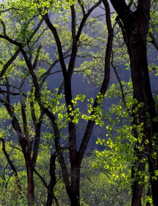 Framed Print : Zion National Park, Utah. USA. Cottonwoods in early spring. Zion Canyon Framed Print : Zion National Park, Utah. USA. Cottonwoods in early spring. Zion Canyon