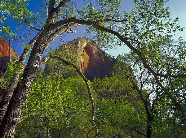 Zion National Park, Utah. USA. Cottonwoods & Red Arch Mountain in early spring. Zion