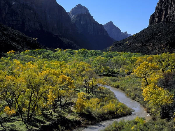 Zion National Park, Utah. USA. Cottonwoods and Virgin River in autumn. Zion Canyon
