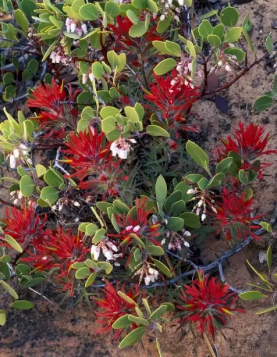 Framed Print : ZION NATIONAL PARK, UTAH. USA. Detail, Paintbrush (Castilleja scabrida) & manzanita