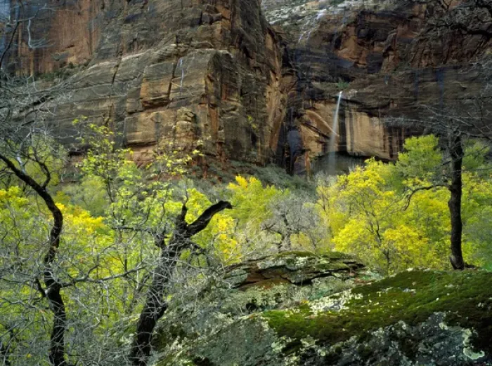 Framed Print : Zion National Park, Utah. USA. Ephemeral waterfall pours over cliff at Weeping Rock Framed Print : Zion National Park, Utah. USA. Ephemeral waterfall pours over cliff at Weeping Rock