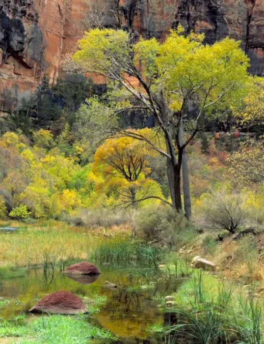 Framed Print : Zion National Park, Utah. USA. Fremont cottonwoods (Populus fremonti) & spring-fed Framed Print : Zion National Park, Utah. USA. Fremont cottonwoods (Populus fremonti) & spring-fed