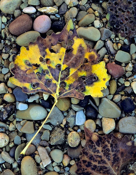 Zion National Park, Utah. USA. Leaf of Fremont cottonwood (Populus fremonti) on flood