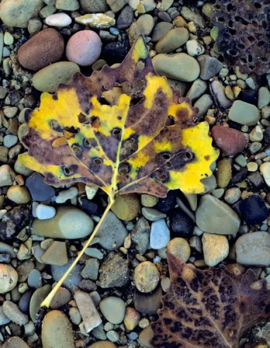 Framed Print : Zion National Park, Utah. USA. Leaf of Fremont cottonwood (Populus fremonti) on flood Framed Print : Zion National Park, Utah. USA. Leaf of Fremont cottonwood (Populus fremonti) on flood