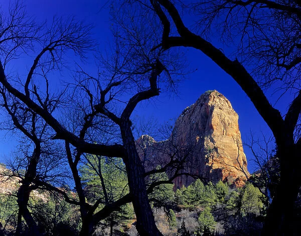 Zion National Park, Utah. USA. Paria Point framed by cottonwoods in late autumn