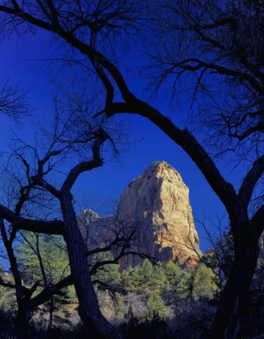 Framed Print : Zion National Park, Utah. USA. Paria Point framed by cottonwoods in late autumn Framed Print : Zion National Park, Utah. USA. Paria Point framed by cottonwoods in late autumn