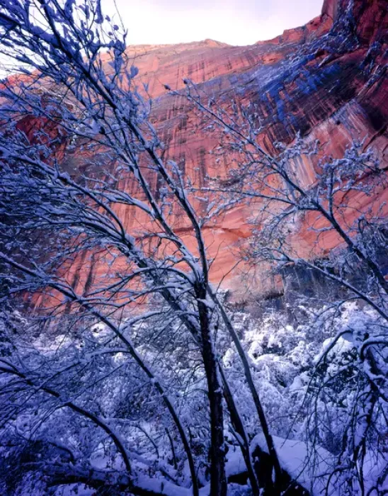 Framed Print : Zion National Park, Utah. USA. Snow on trees below vertical cliffs near Upper Emerald Pools Framed Print : Zion National Park, Utah. USA. Snow on trees below vertical cliffs near Upper Emerald Pools