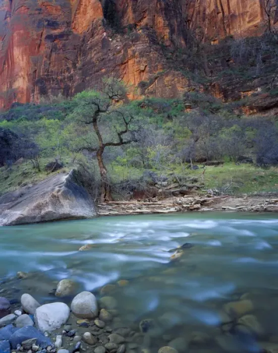 Framed Print : Zion National Park, Utah. USA. Virgin River & canyon wall in spring. Zion Canyon Framed Print : Zion National Park, Utah. USA. Virgin River & canyon wall in spring. Zion Canyon