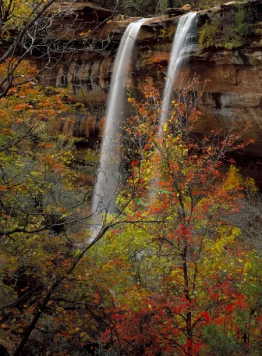 Framed Print : Zion National Park, Utah. USA. Waterfall, bigtooth maple (Acer grandidentatum), canyon wild grape Framed Print : Zion National Park, Utah. USA. Waterfall, bigtooth maple (Acer grandidentatum), canyon wild grape