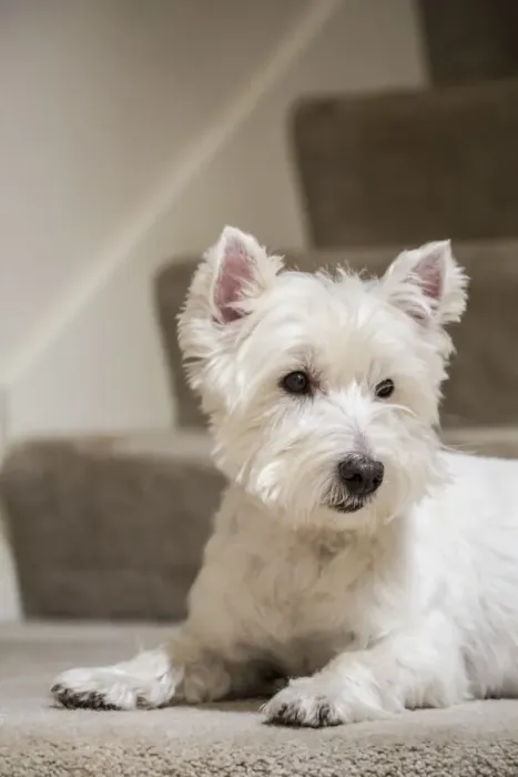 Framed Print : Zipper, a Westie, reclining by the stairs. (PR) Framed Print : Zipper, a Westie, reclining by the stairs. (PR)