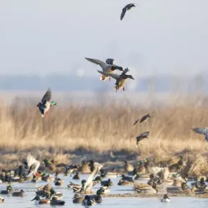 00729-02314 Mallards (Anas platyrhynchos) flying from wetland, Marion Co. IL 00729-02314 Mallards (Anas platyrhynchos) flying from wetland, Marion Co. IL