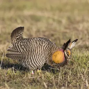 00842-04820 Greater Prairie-Chicken (Tympanuchus cupido) male displaying / booming 00842-04820 Greater Prairie-Chicken (Tympanuchus cupido) male displaying / booming